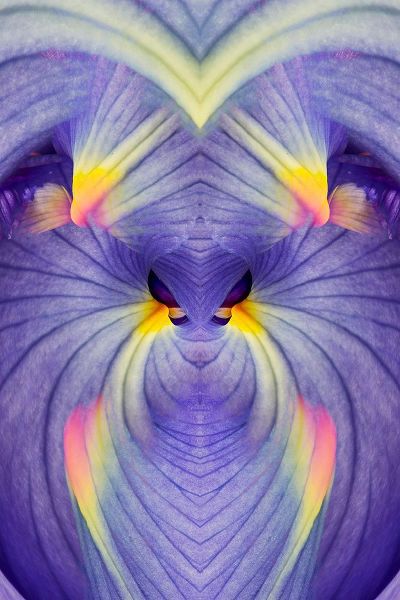 Jones, Adam 아티스트의 Abstract Iris flowers작품입니다.